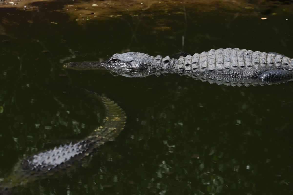 Fact check: Is Clavicular being investigated over alligator shooting video?