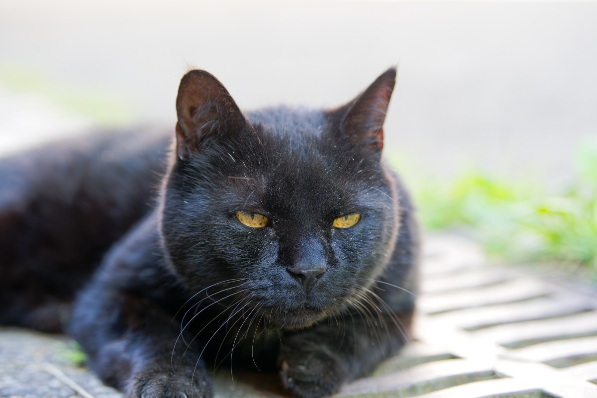 Cat Owner Shares Anxiety Over Pet Aging—Strangers Know What To Do