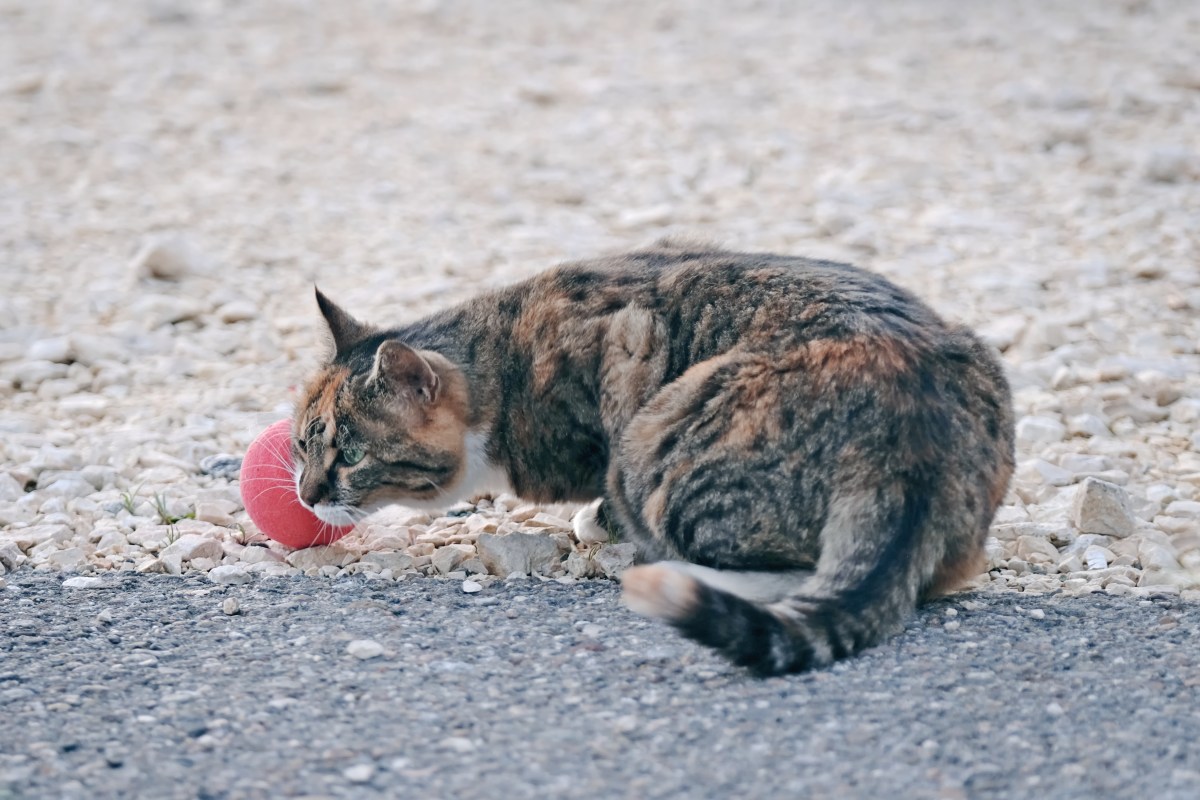 Cat Sits on Woman During Baseball Game, No One Expects What Happens Next Cat Sits on Woman During Baseball Game, No One Expects What Happens Next
