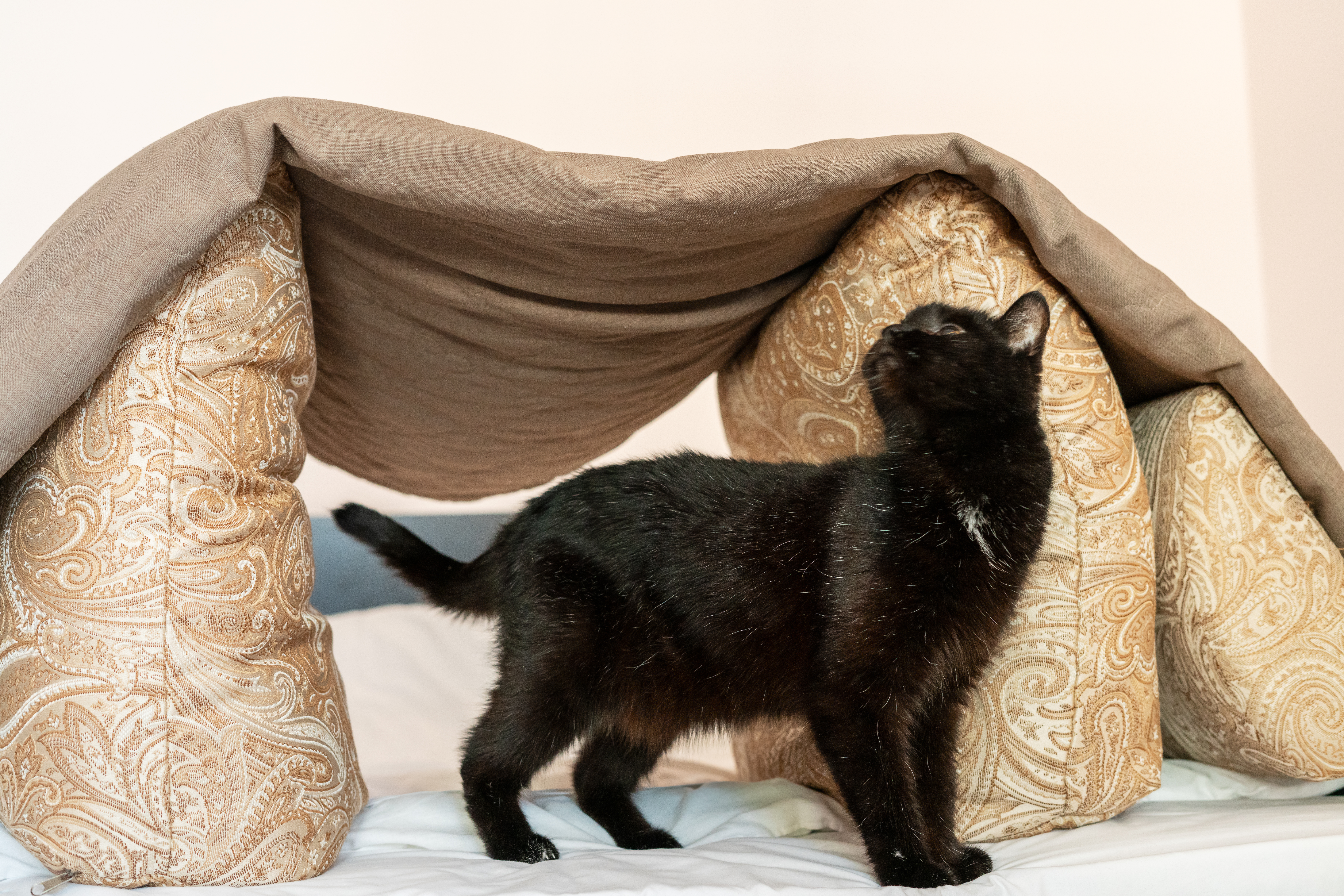 Woman Gets a New Kitten, Then at Bedtime Realizes There's a Problem