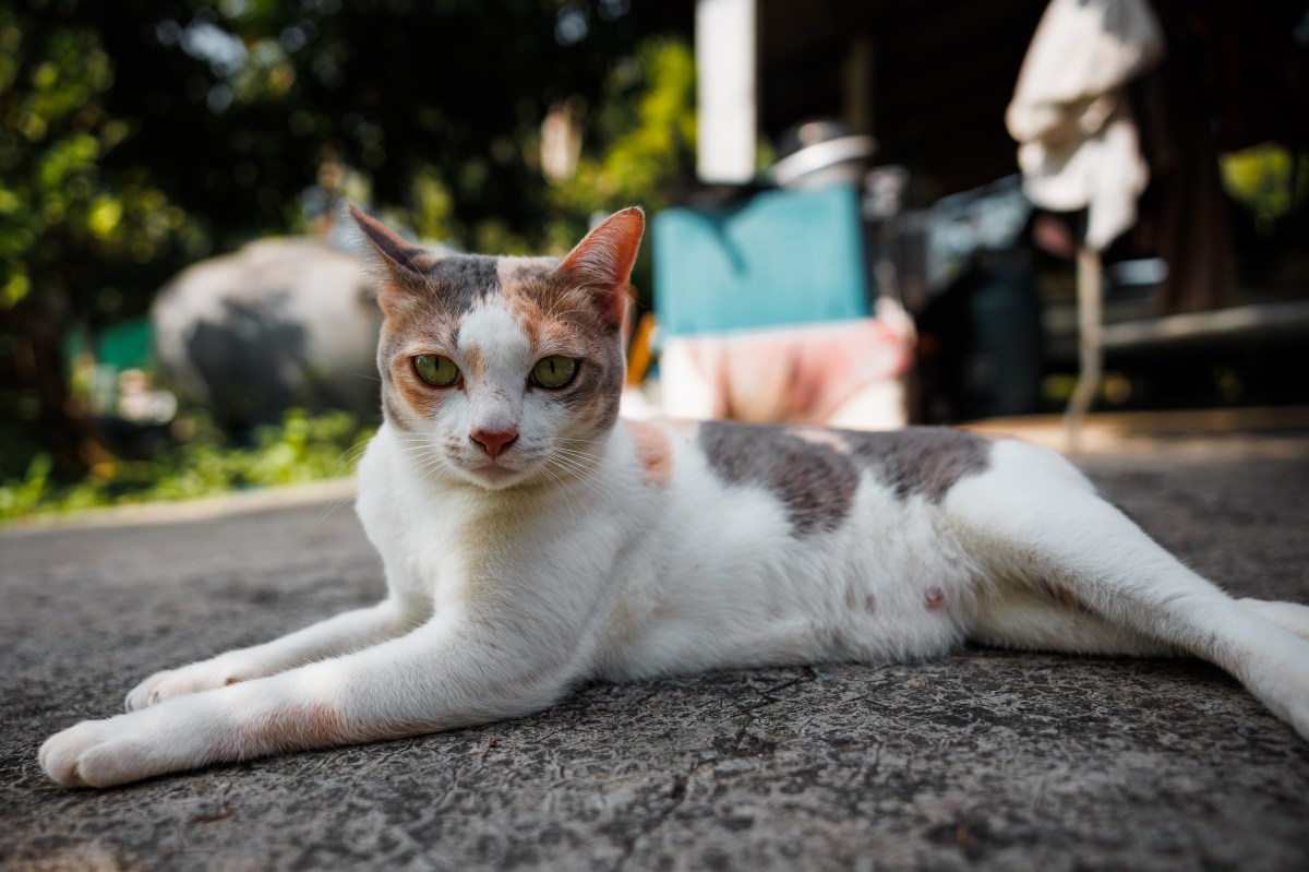 O dono do gato viu um cachorro de rua no quintal. Então tudo mudou.