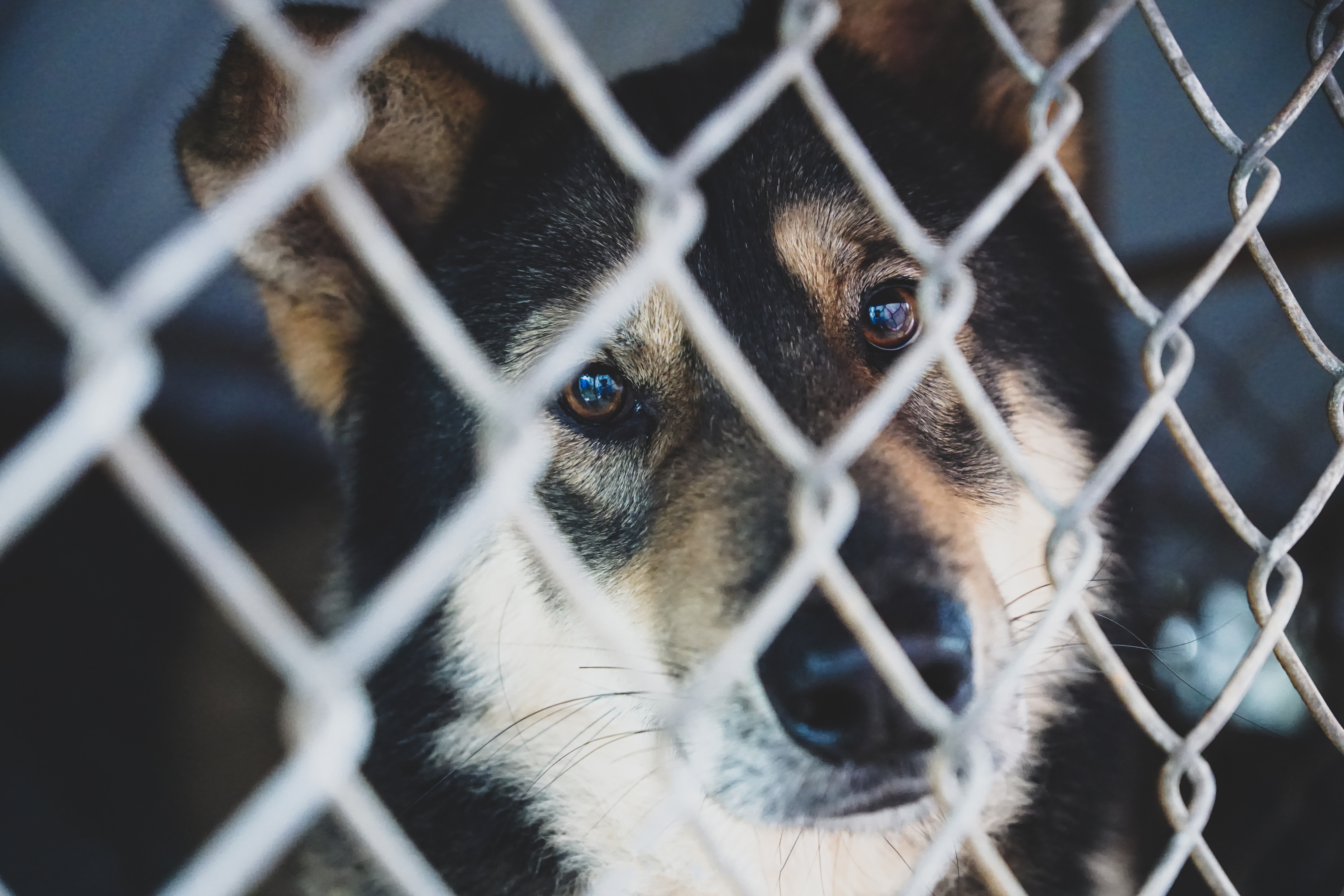 Shelter Workers Share What Happens When You Surrender Your Dog