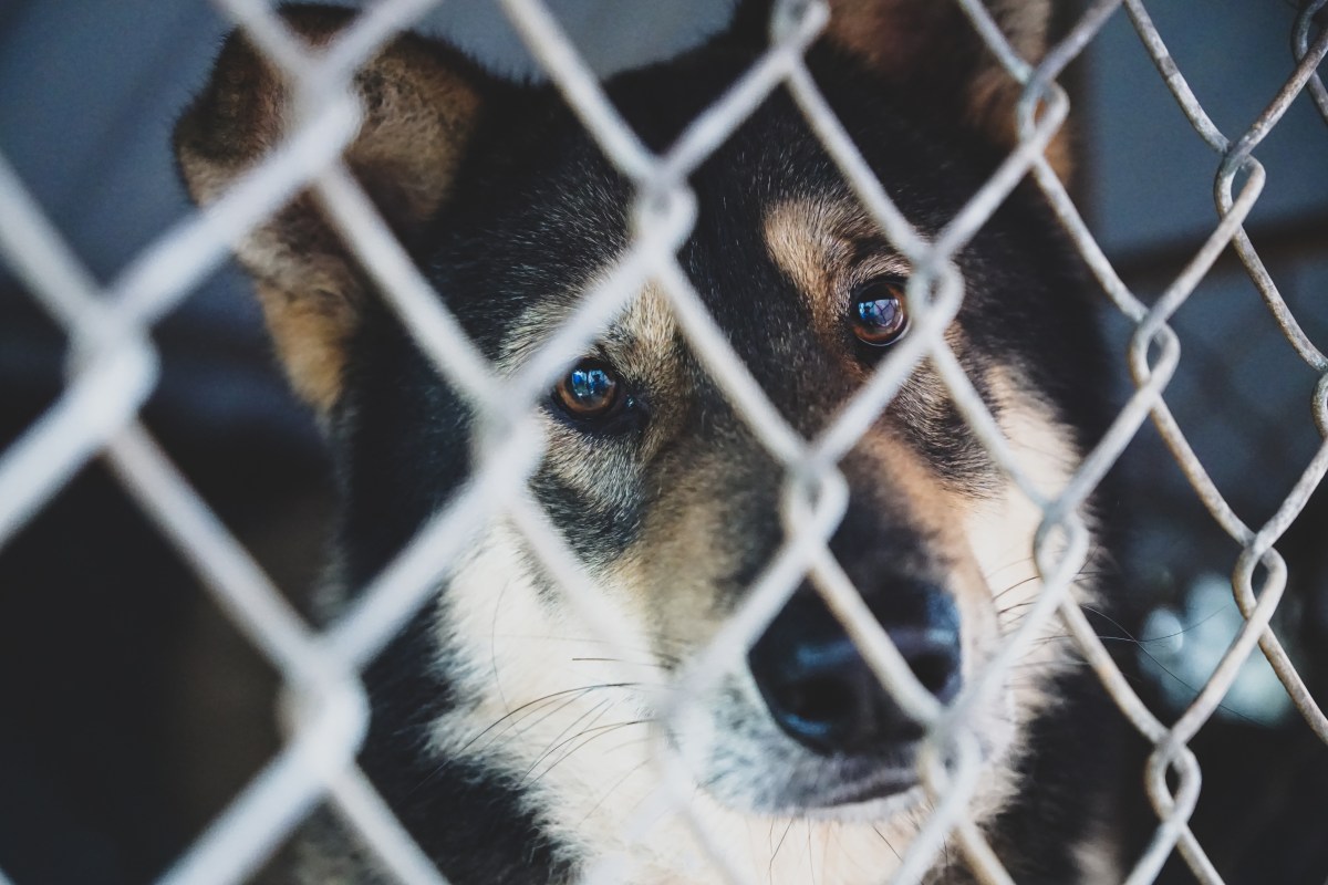Shelter workers share what happens when you surrender your dog
