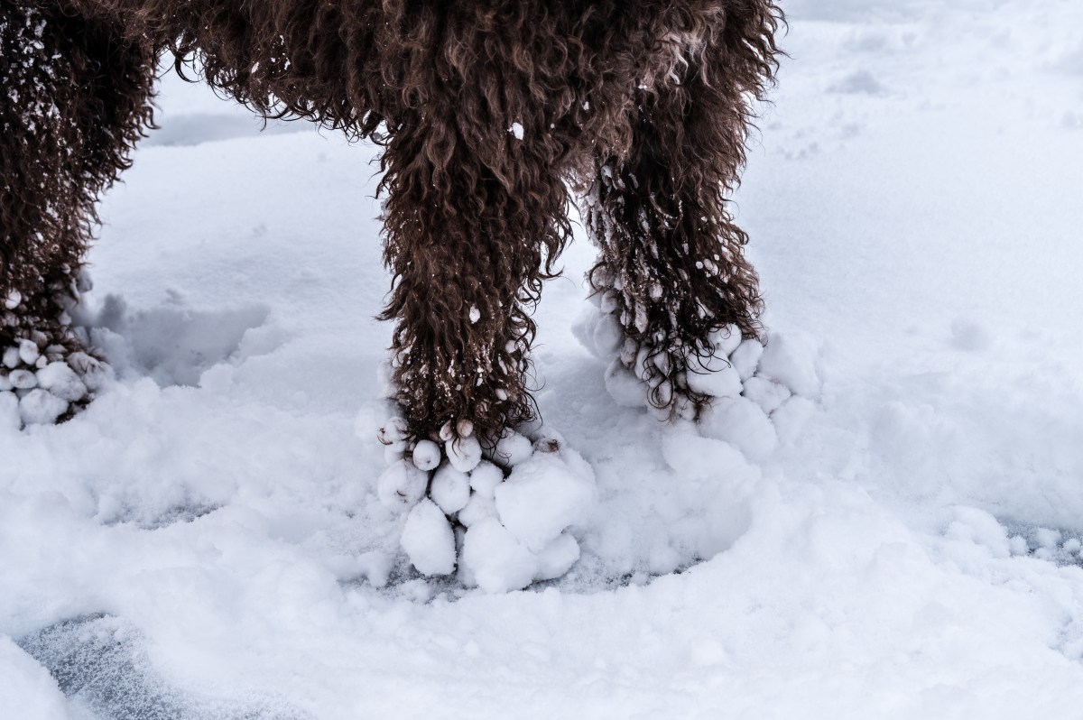 Winter Walk: Pup's Frozen Fur Captivates Instagram