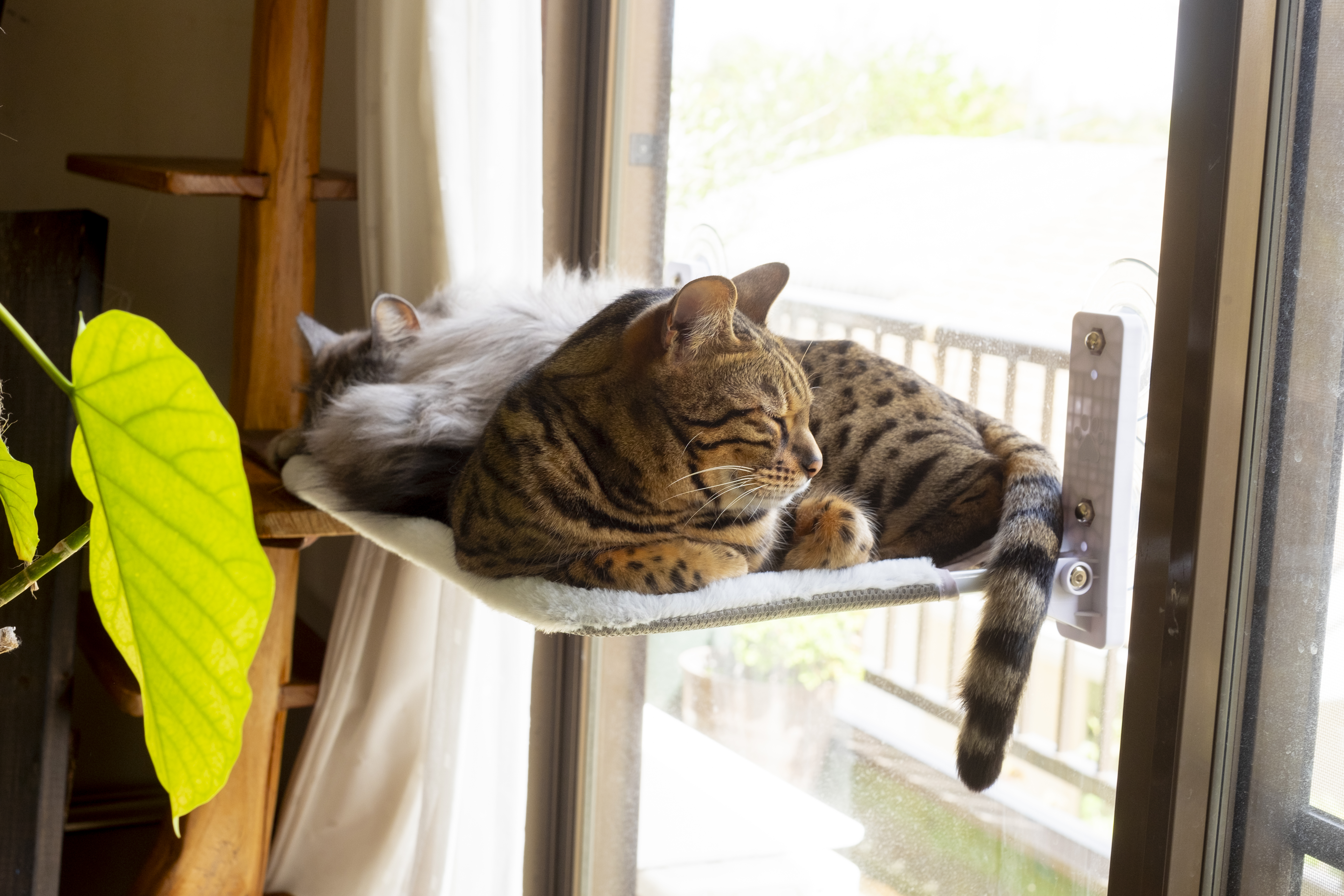 Multi-Cat Owner Checks Out Pets’ Hammock, Unprepared for What She Finds