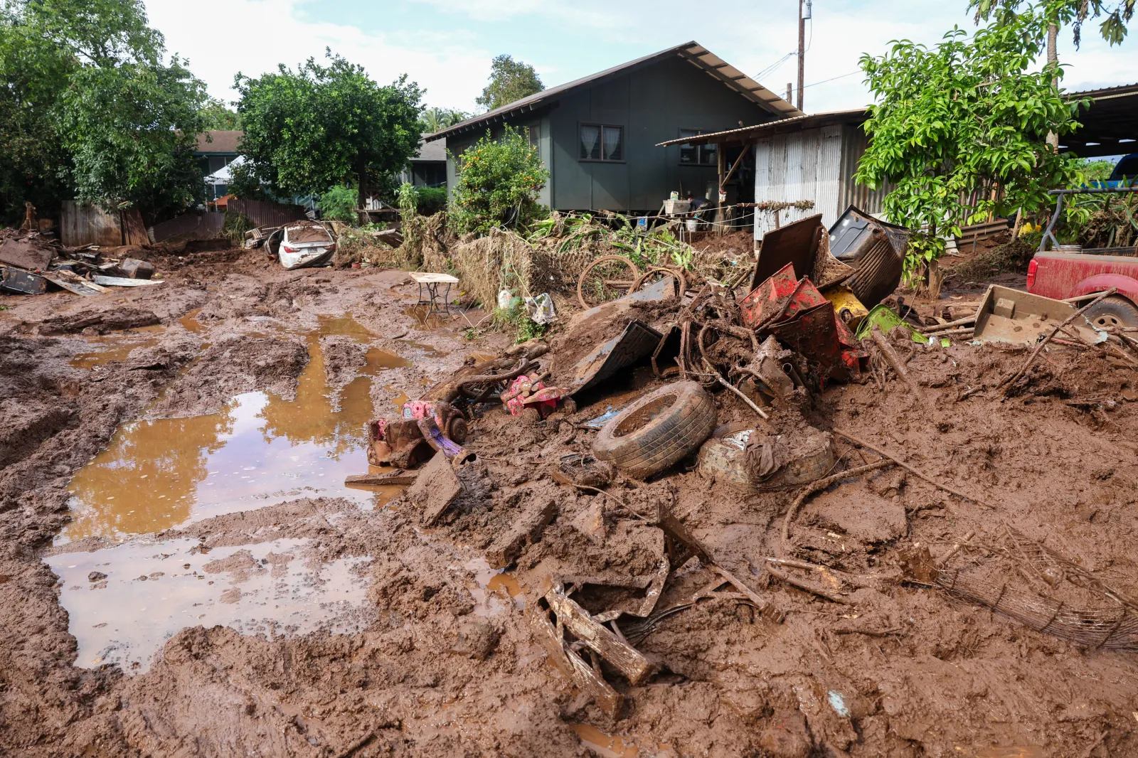 Survivors of Disaster: Puppies Rescued After Catastrophic Floods in Hawaii