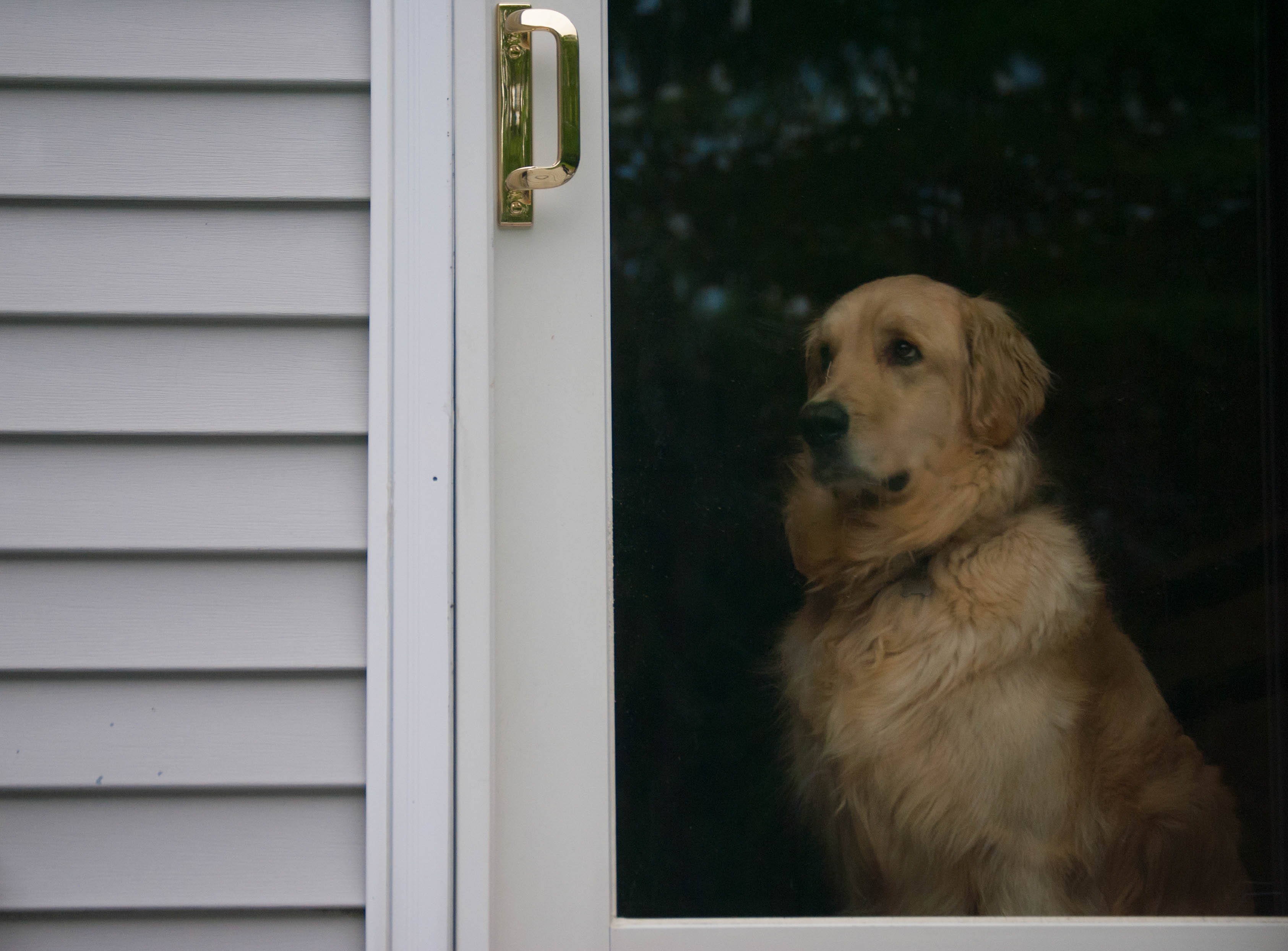 Retriever Greets Kids After School—Then Owner Notices Mistake 4 Hours Later