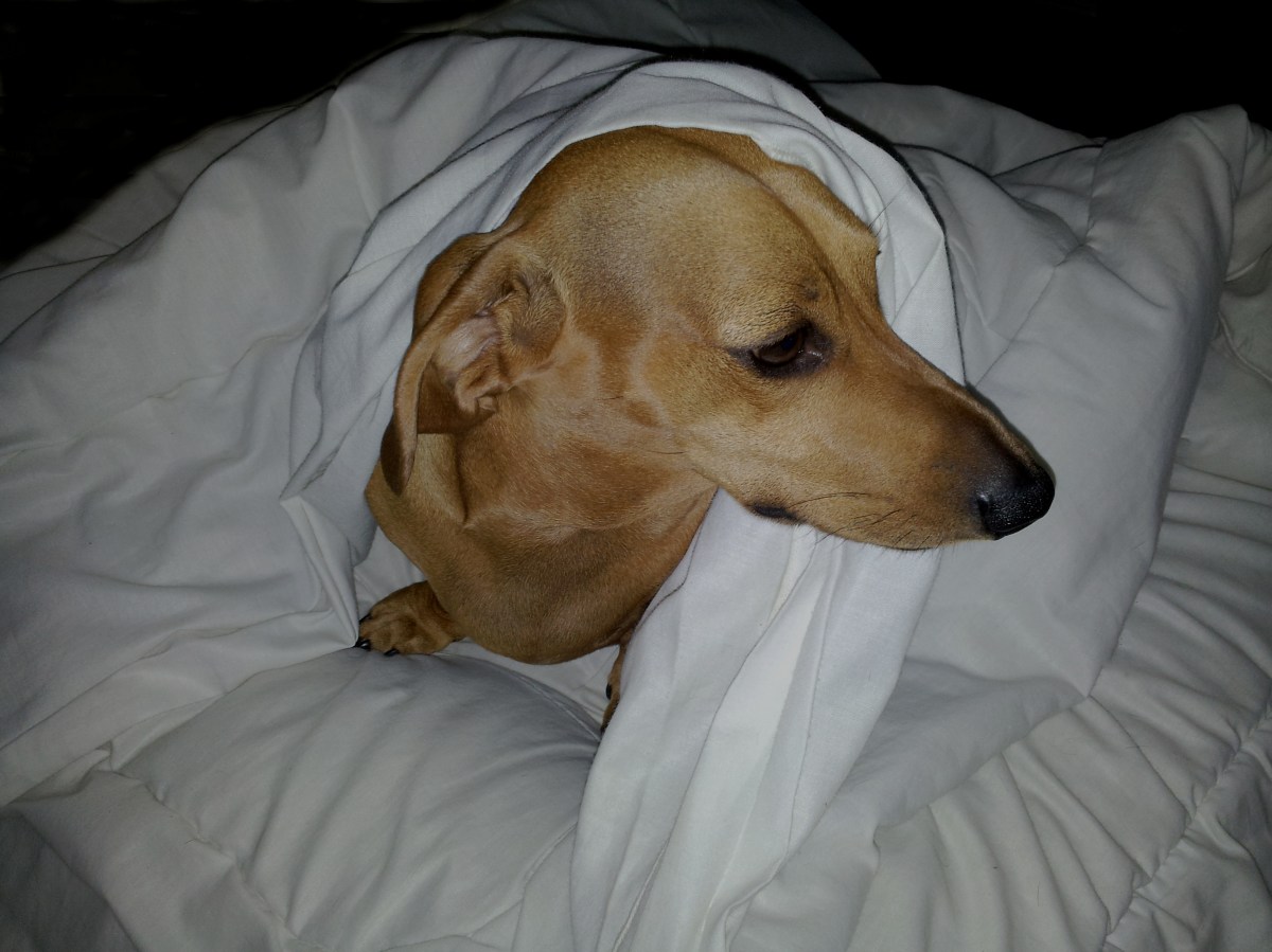 Hysterics at What Owner Does To Keep Dachshund Quiet in Apartment Complex