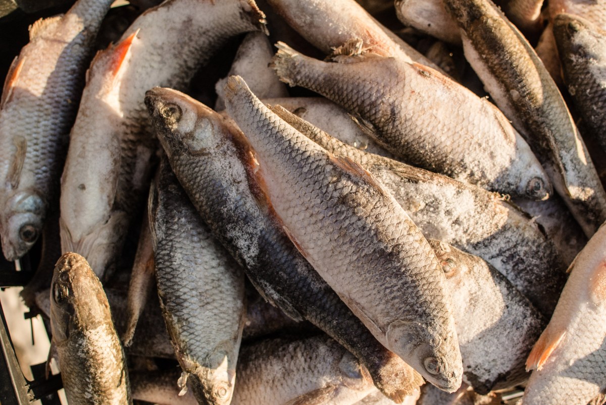 Recolhimento de peixes gera alerta de maior risco