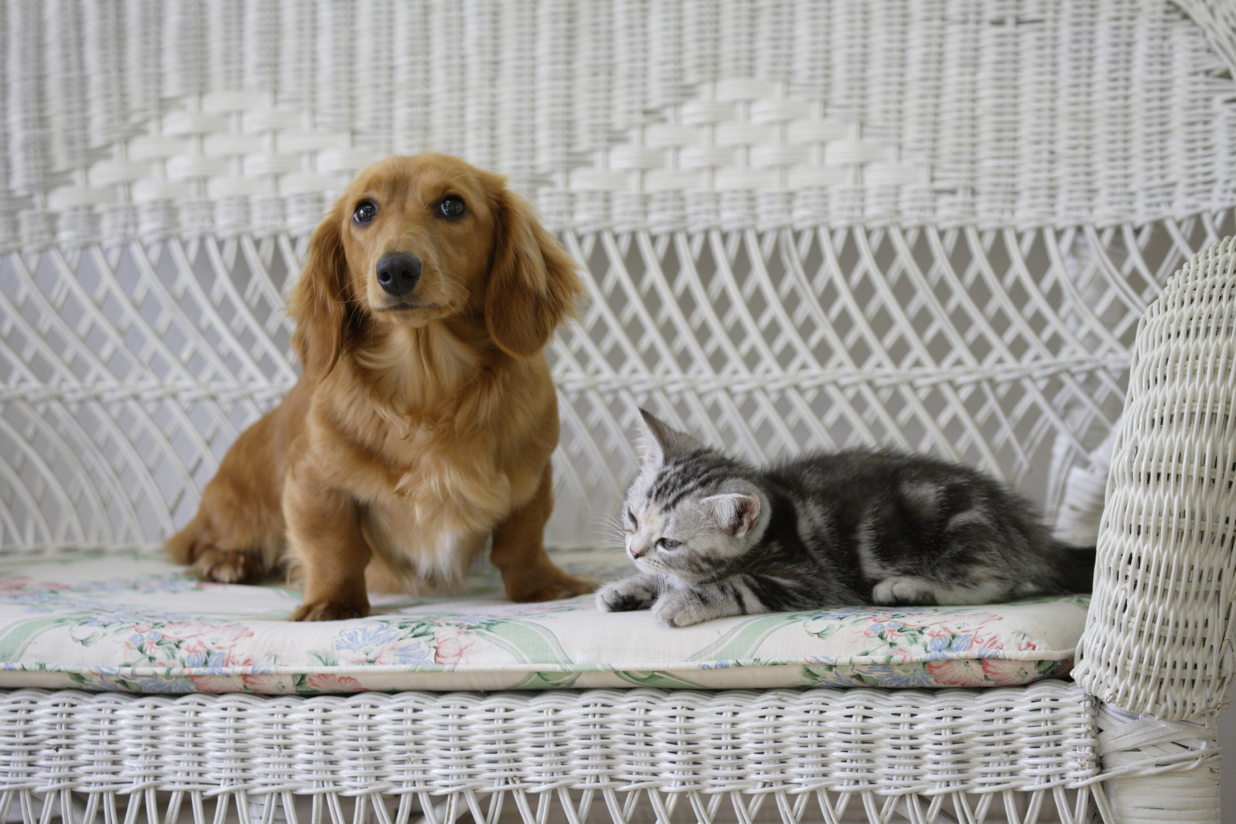 Owner Worried Dachshund, Cat Wouldn’t Get Along—Unprepared for What’s Next