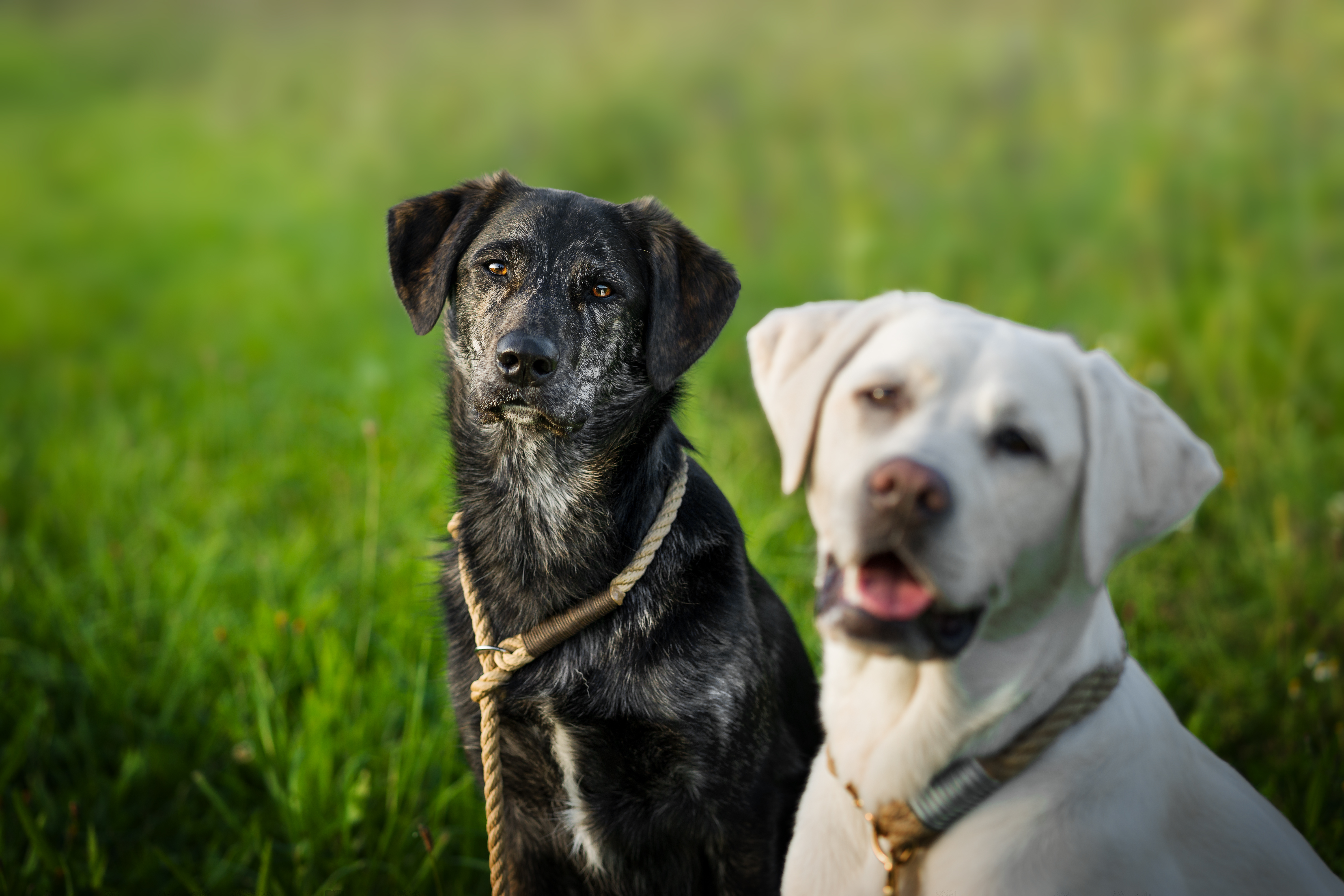 Labrador Duo Notice Another Breed, Hysterics at Response: ‘Judging So Hard’