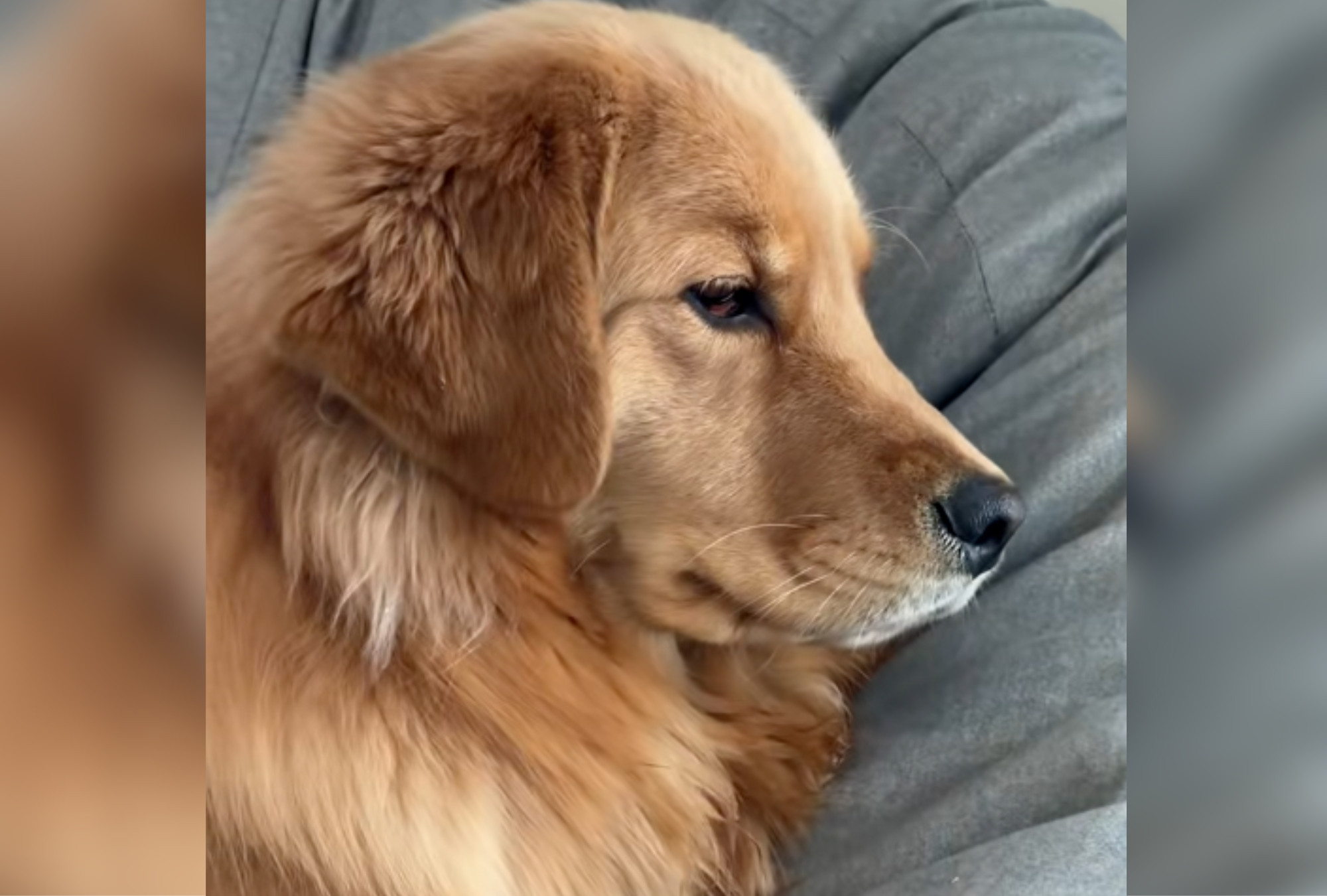 Golden Retriever Shocks Owner While Cleaning: ‘How Did She Get Up There’