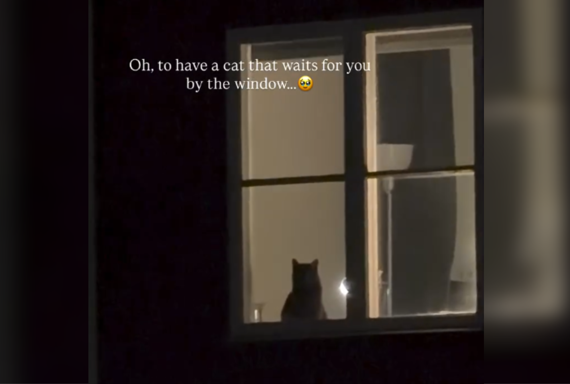 Cat Owner Gets Home After Dark—Then Sees Who's at Window