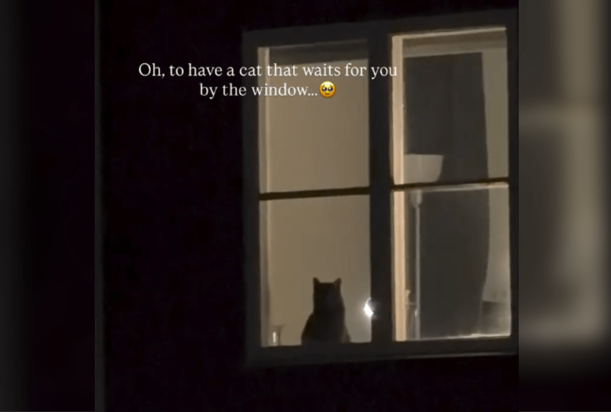 Cat owner gets home after dark—then sees who's at window
