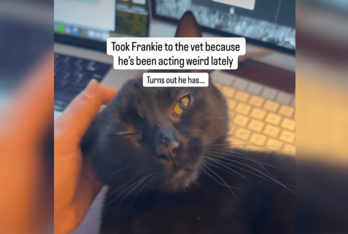 Owner Takes Cat To Vet for Weird Behavior—Not Ready for the Diagnosis