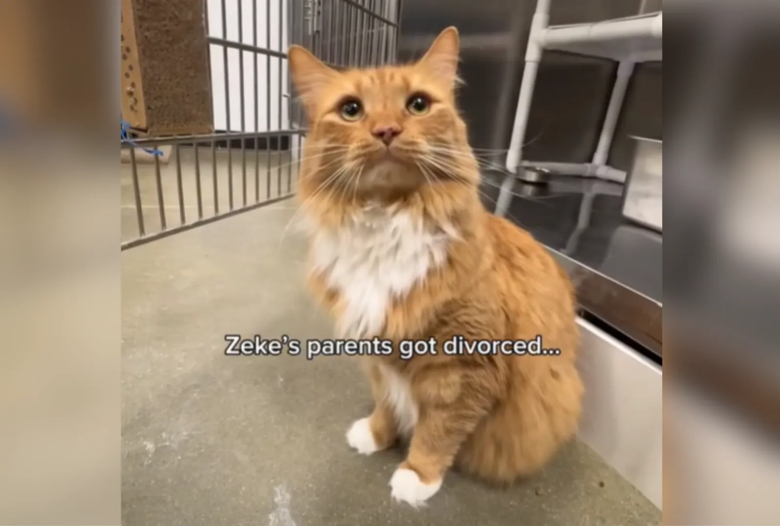 Heartbreaking Return: Rescue Cat Zeke Seeks New Home After Divorce