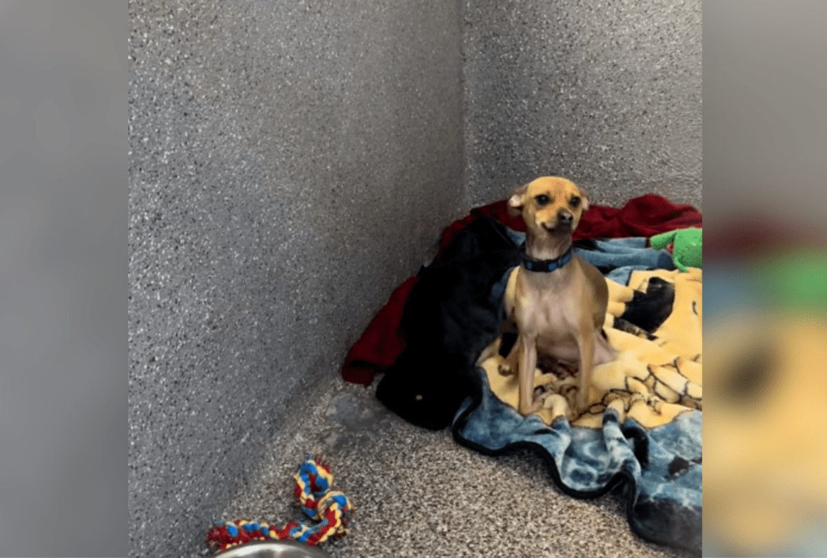 Tears as Rescue Chihuahua Watches Friend Get Adopted—but There’s a Twist