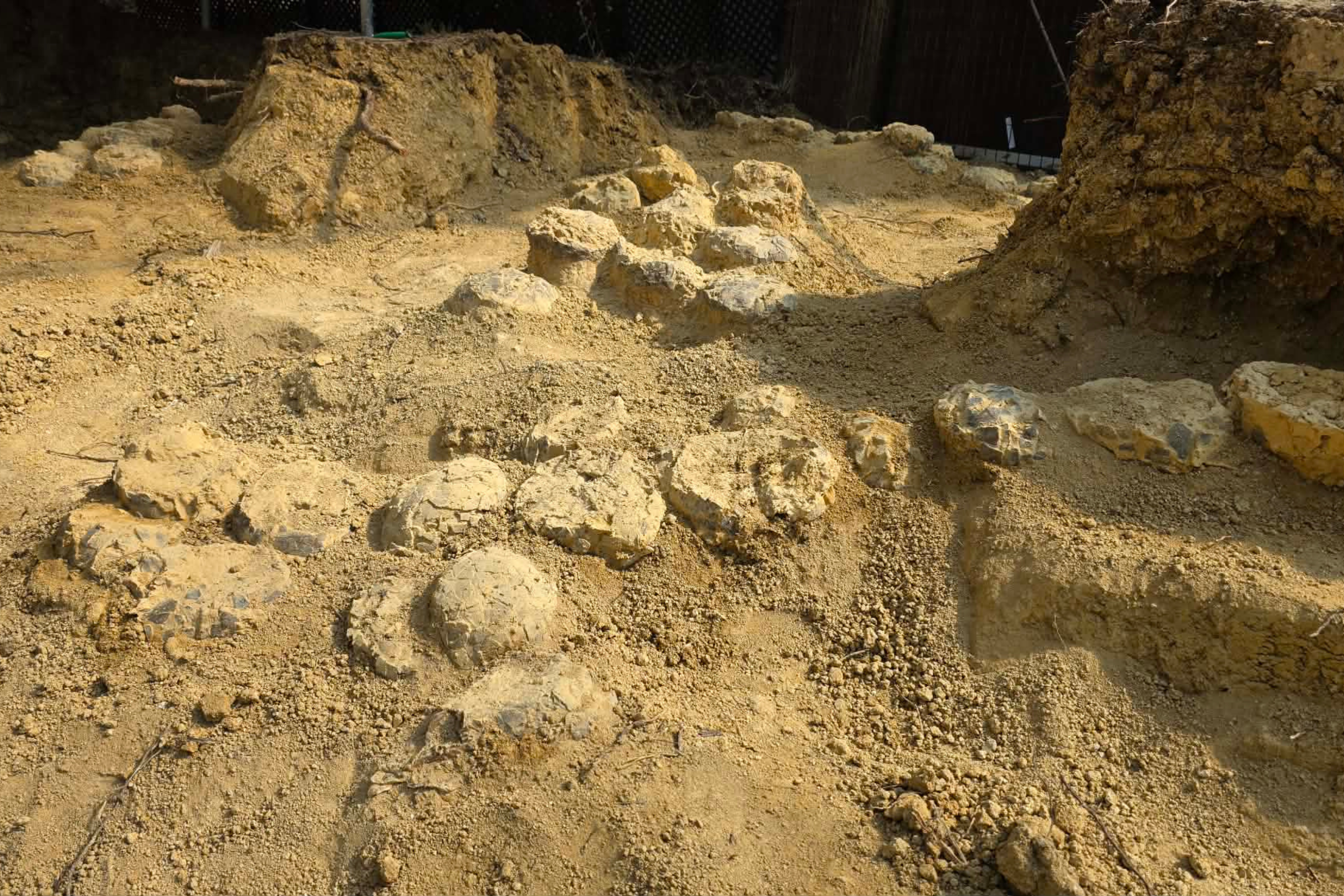 Hundreds of Dinosaur Eggs Discovered, Some Intact After 72 Million Years