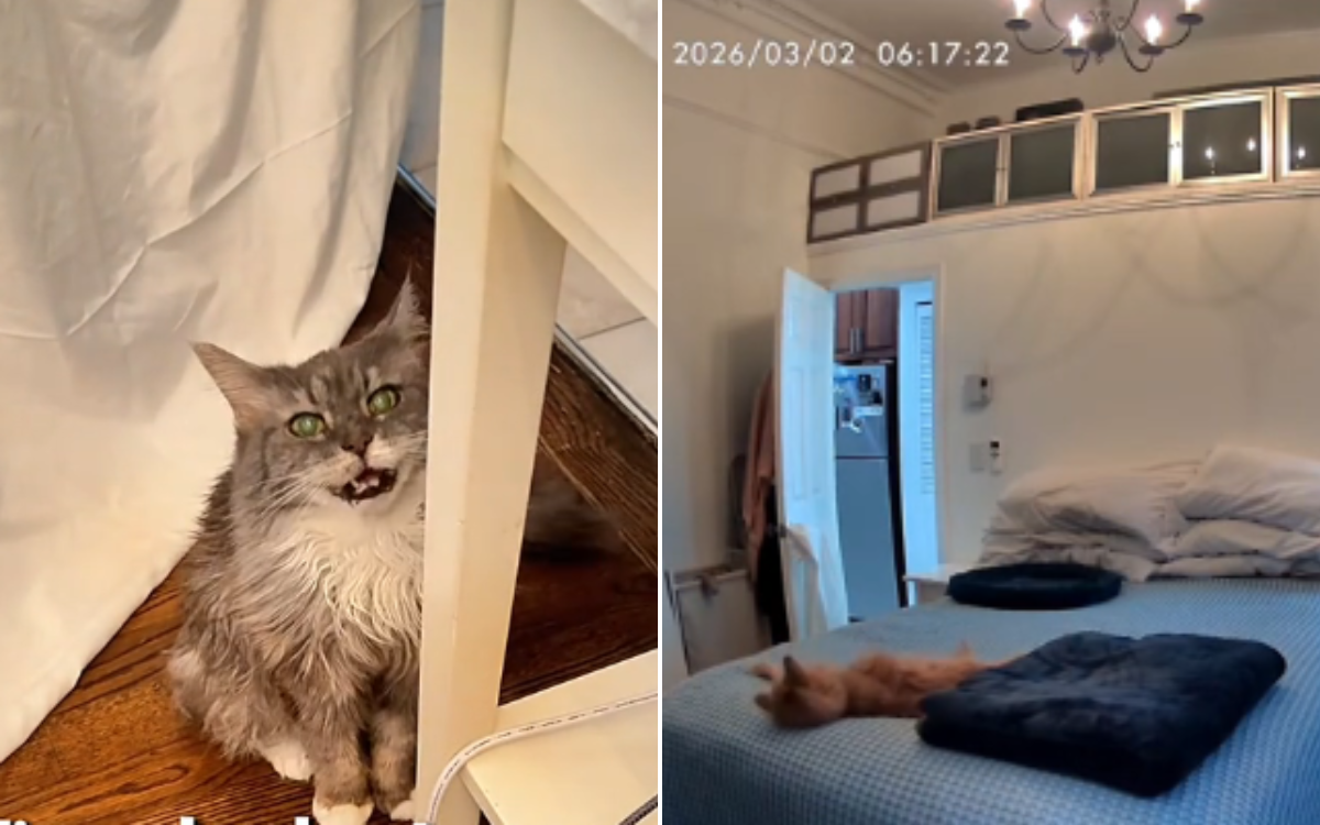 Proprietário chorando por causa do que Pet Cam capturou um gato de 19 anos fazendo quando estava sozinho