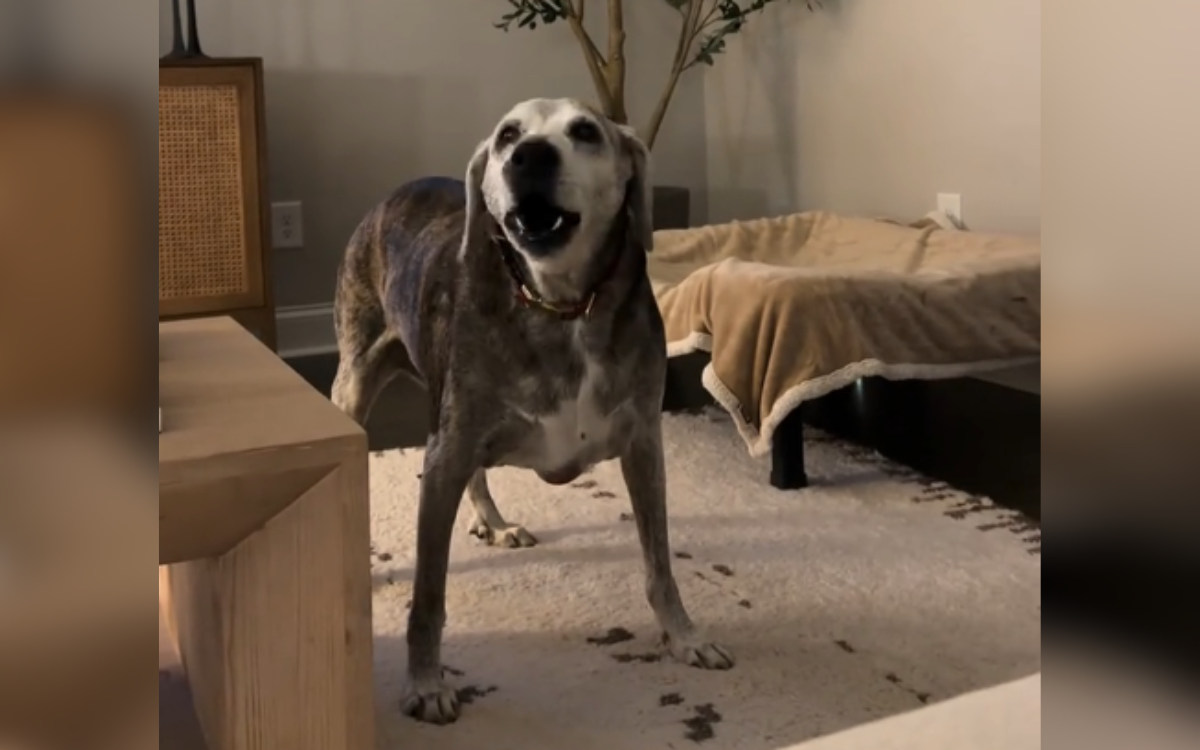 Senior Dog Starts Barking Every Night at 8 P.M.–People Think They Know Why