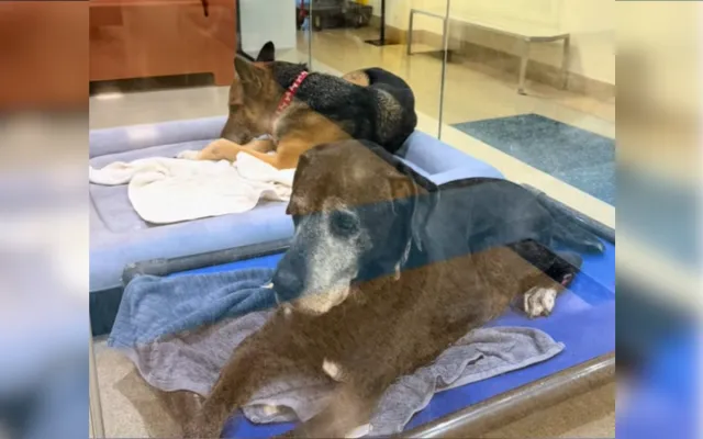 Jagger the Labrador Retriever Mix and Maya the German Shepherd.