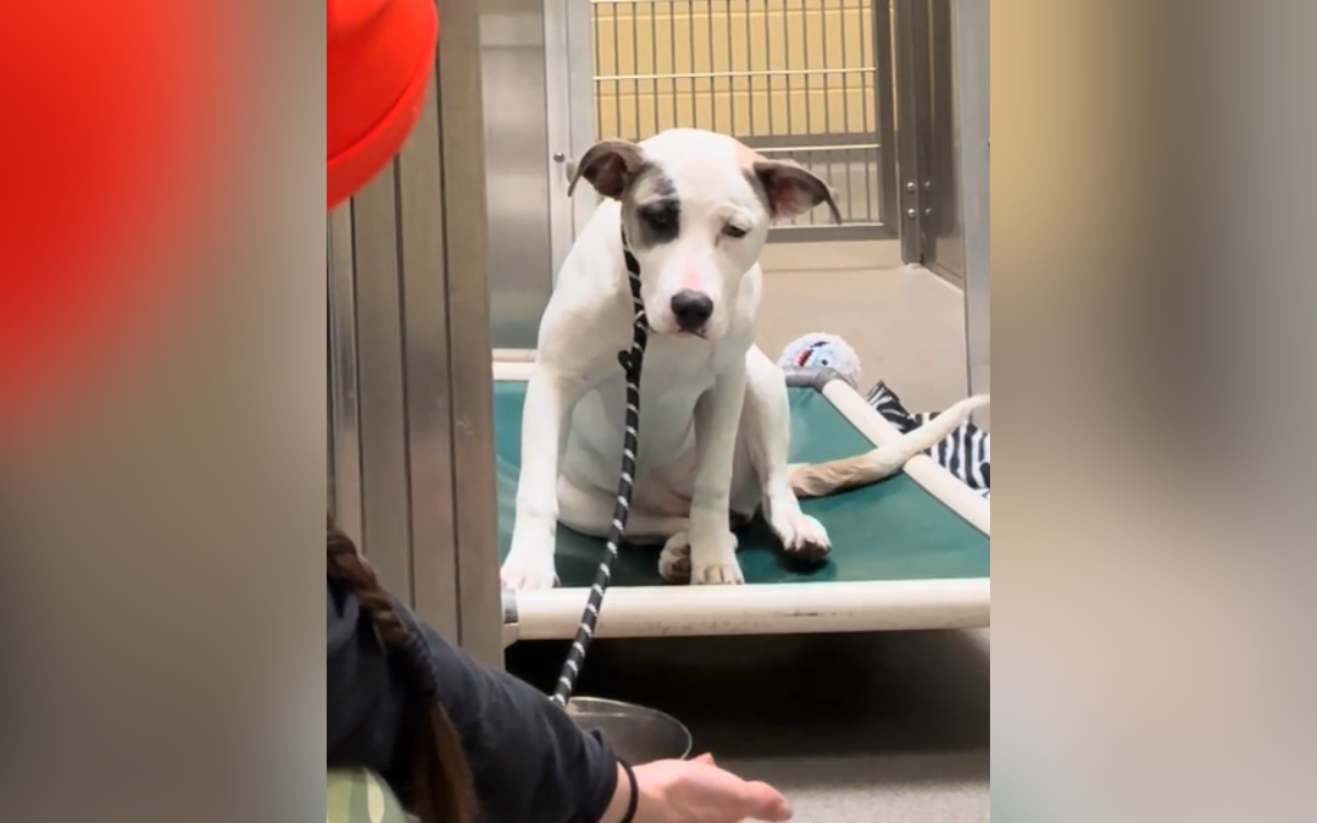 Tears at Dog Too ‘Terrified’ To Come Out of Kennel on First Day at Shelter