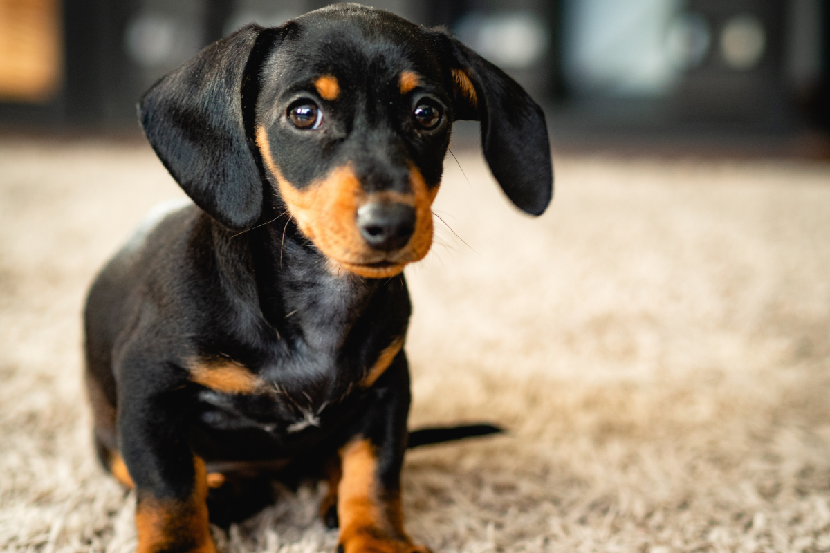 Miniature dachshund wears away paint on auntie’s door—tears at reason why
