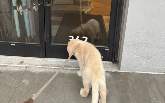 Myles loves his puppy class.