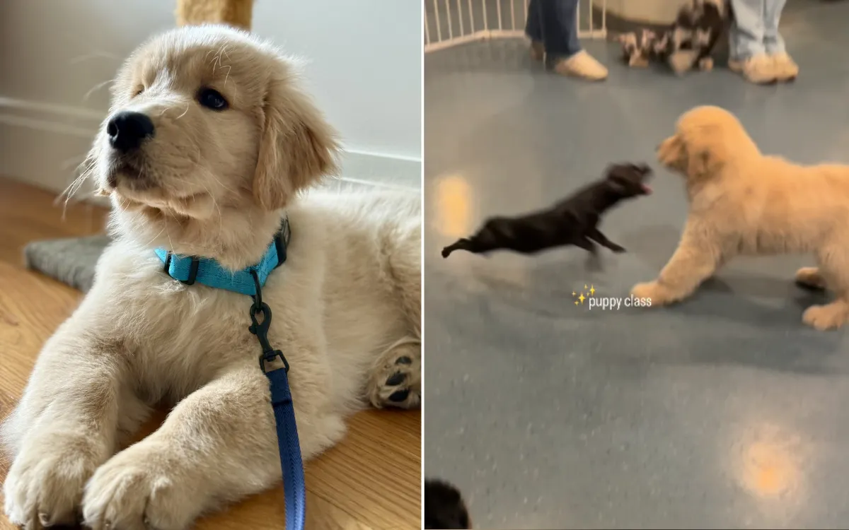 A Playful Encounter: Golden Retriever and Chihuahua's Unexpected Clash