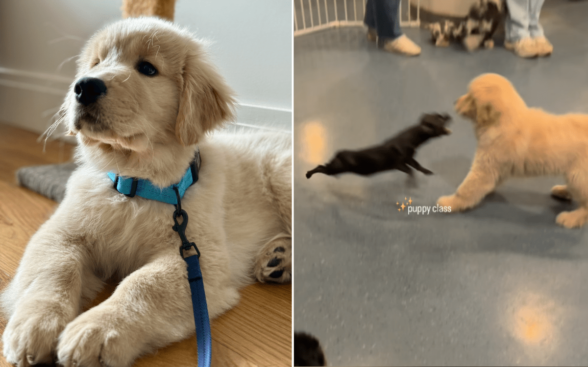 Watch as golden retriever vs. Chihuahua showdown happens at doggy day care
