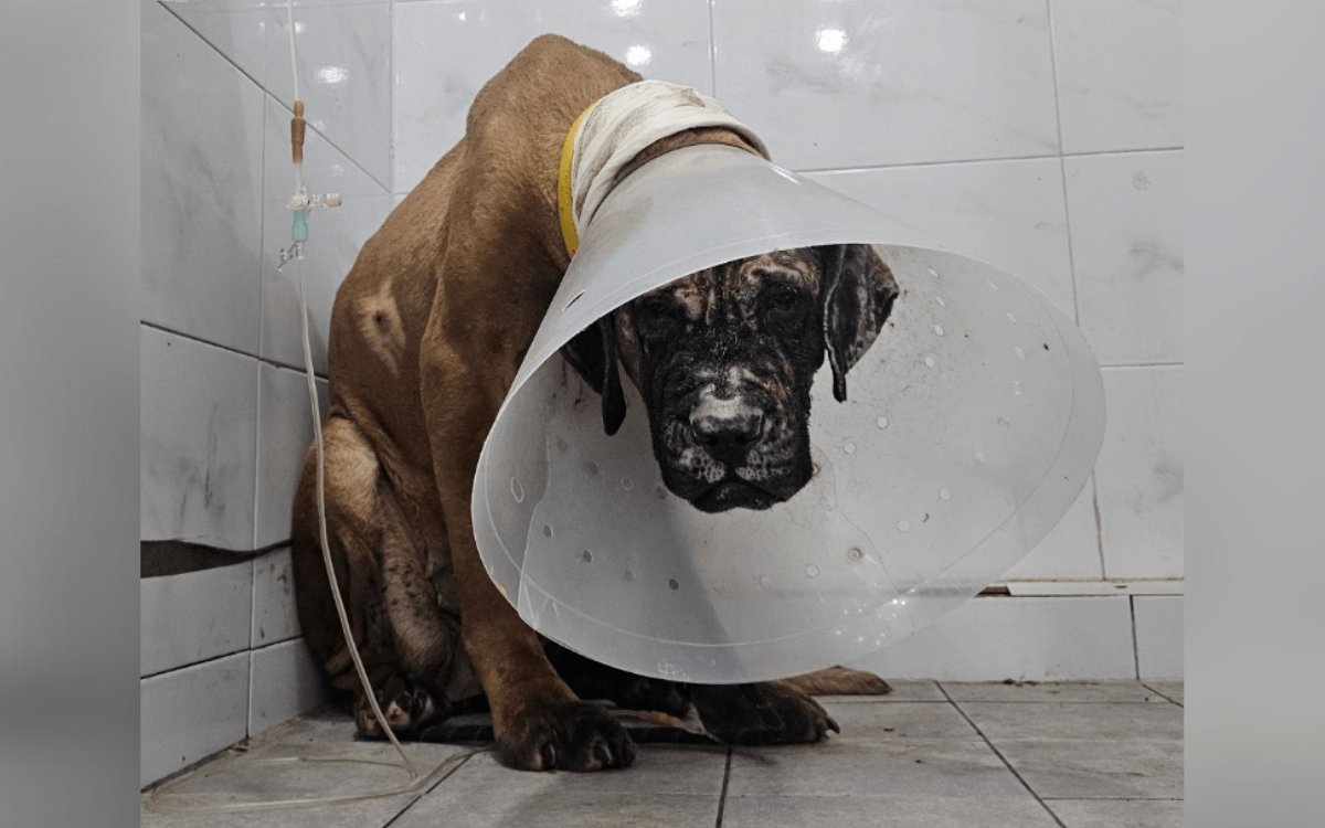 newsweek.com - Jack Beresford - Dog survives deadly Korean meat farm fire-one act of mercy changes her life