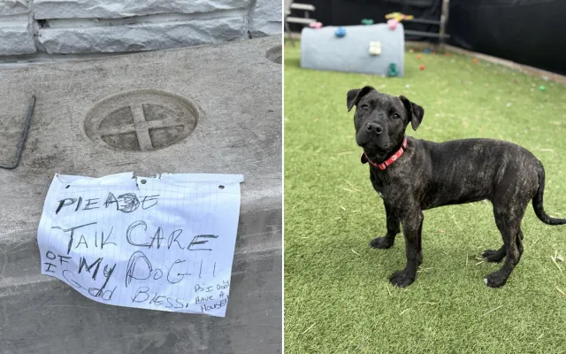 Puppy Abandoned Outside Shelter In Carrier With Heartbreaking 11-Word ...