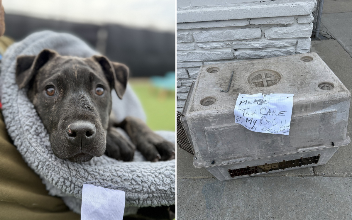Puppy Abandoned Outside Shelter In Carrier With Heartbreaking 11-Word Note