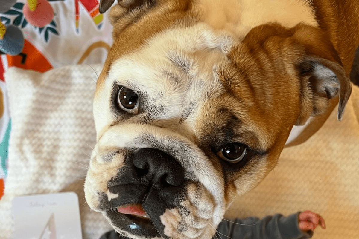 Mom tries to take four-month photo shoot, hysterics at what dog does next