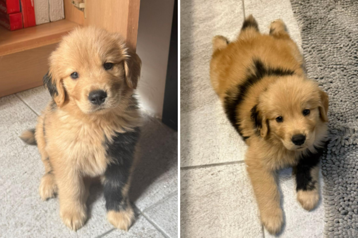 Hearts melt at how golden puppy's rare "somatic mutation" makes him look