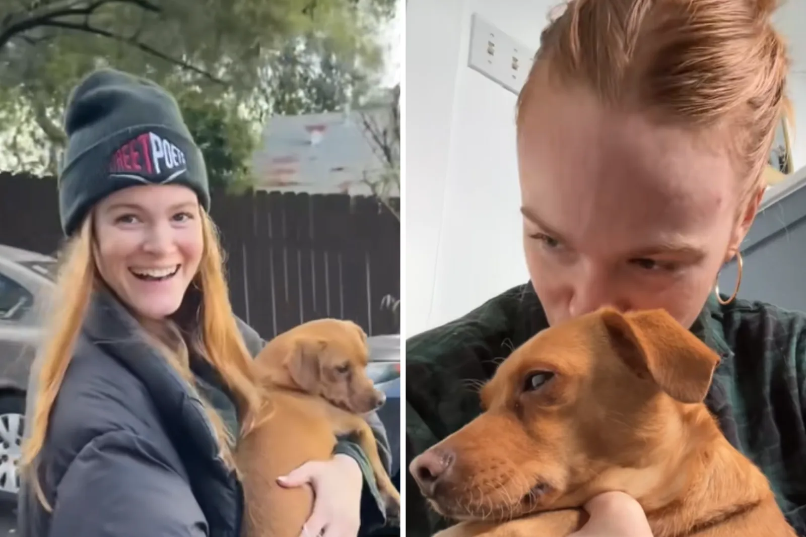 A Christmas Miracle: How a Stray Dog Became a Family Member