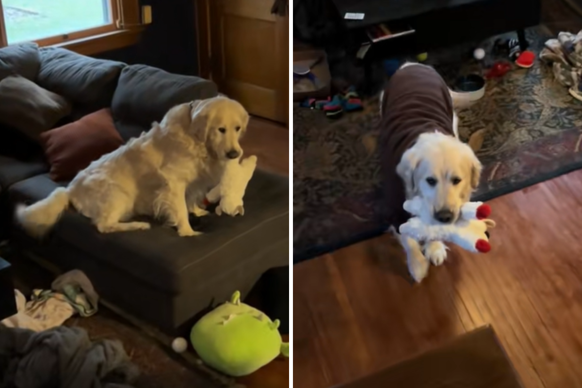 Couple rescue senior golden retriever—at home have devastating realization