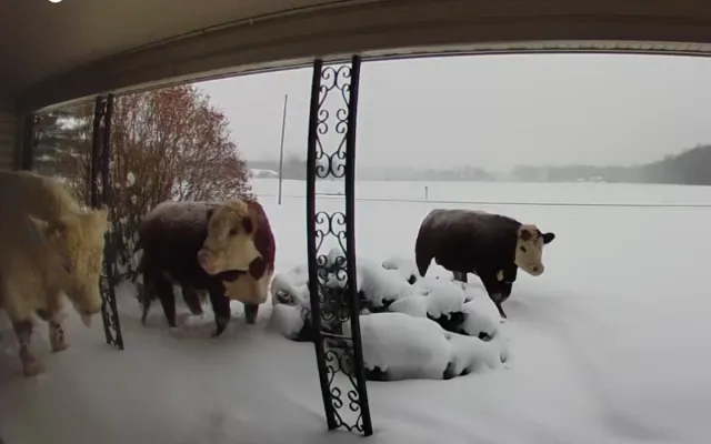 Cattle outside a home in Michigan.