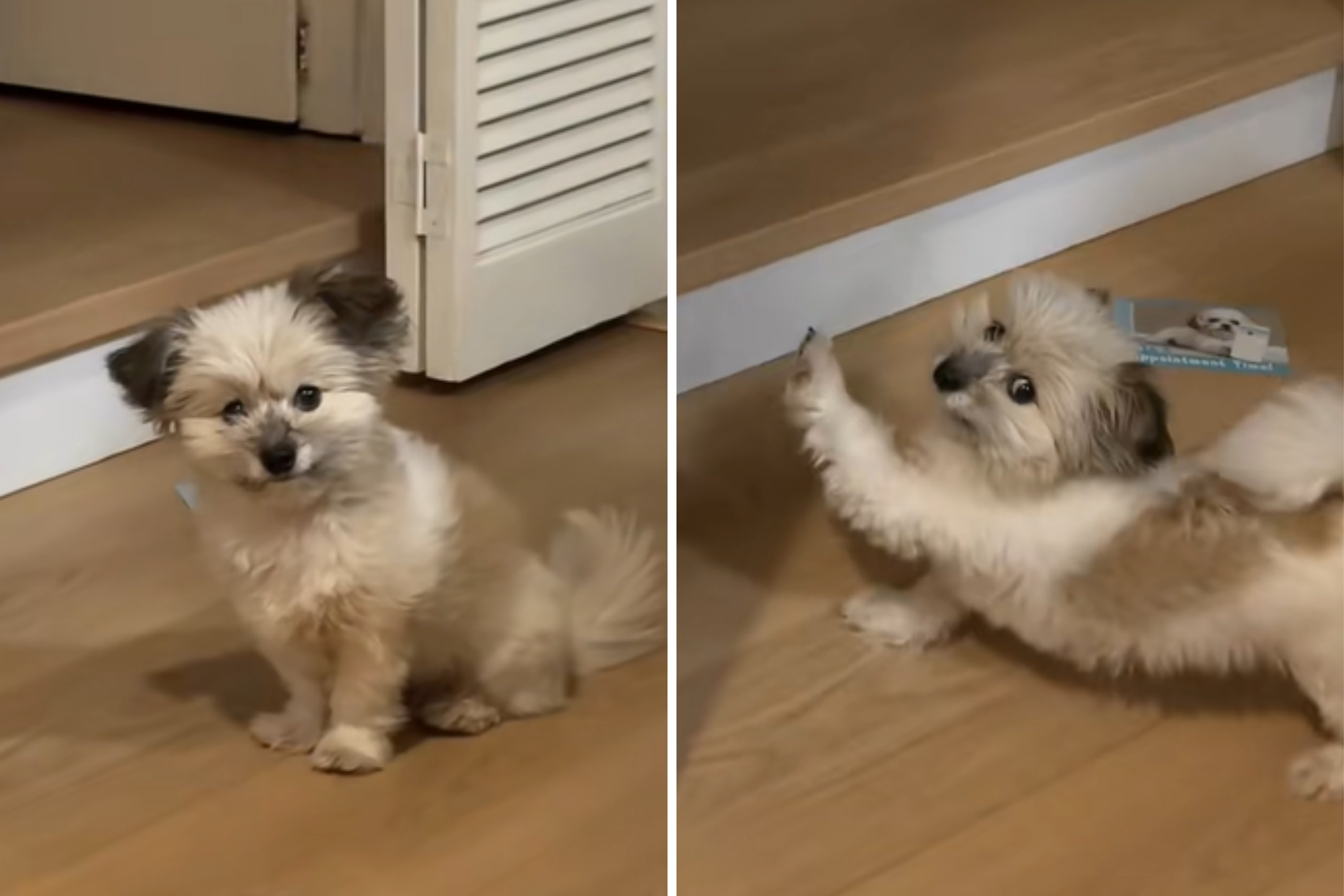 Hearts Melt As Deaf Rescue Dog Demands Same Morning Routine Every Day