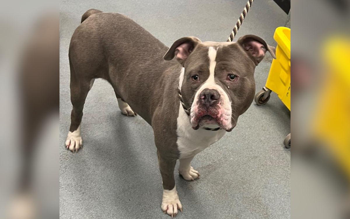 Shelter Staff Suspicious so They Drug Test Dog, Discover He’s on Cocaine