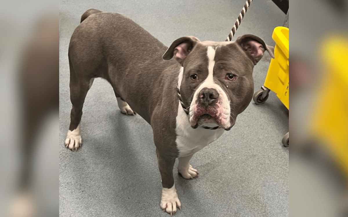 Shelter staff suspicious so they drug test dog, discover he's on cocaine