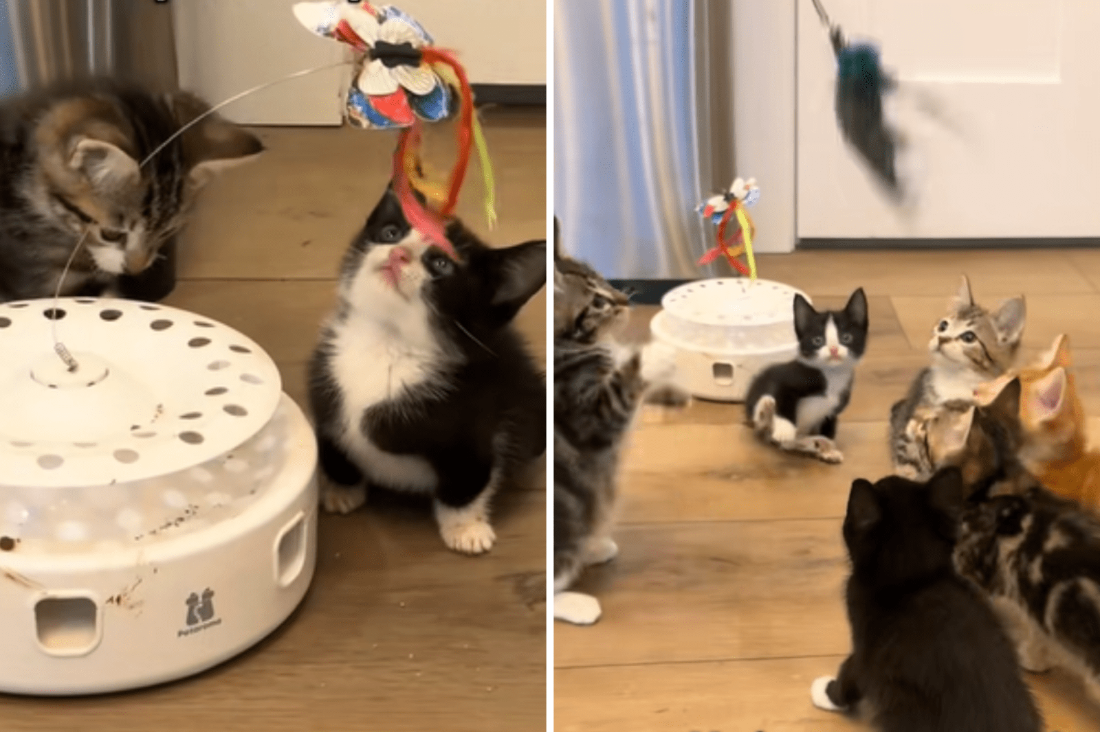 newsweek.com - Rachael O'Connor - Tears as disabled kitten desperately tries to 'fit in' with siblings