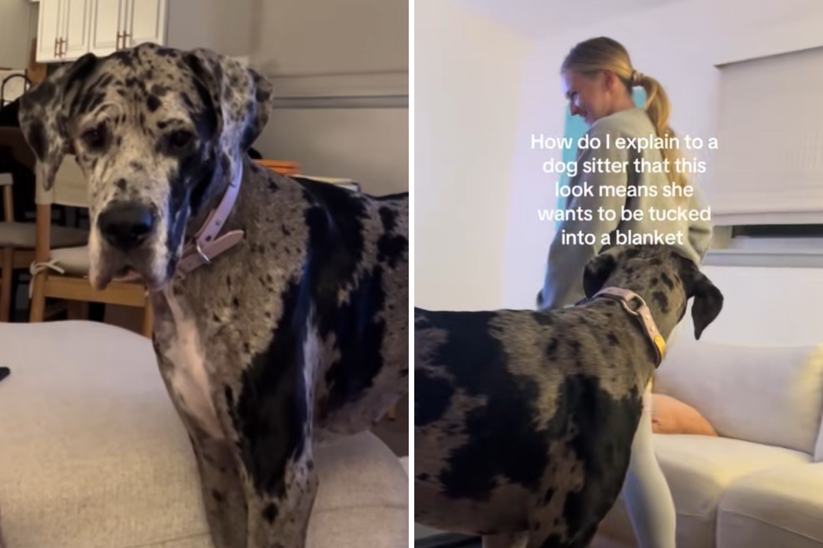 Hearts Melt at Enormous Great Dane&rsquo;s Way of Requesting Bedtime Routine