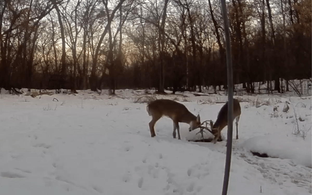 Man spots two deer on Ring camera, engaging in rarely seen ritual