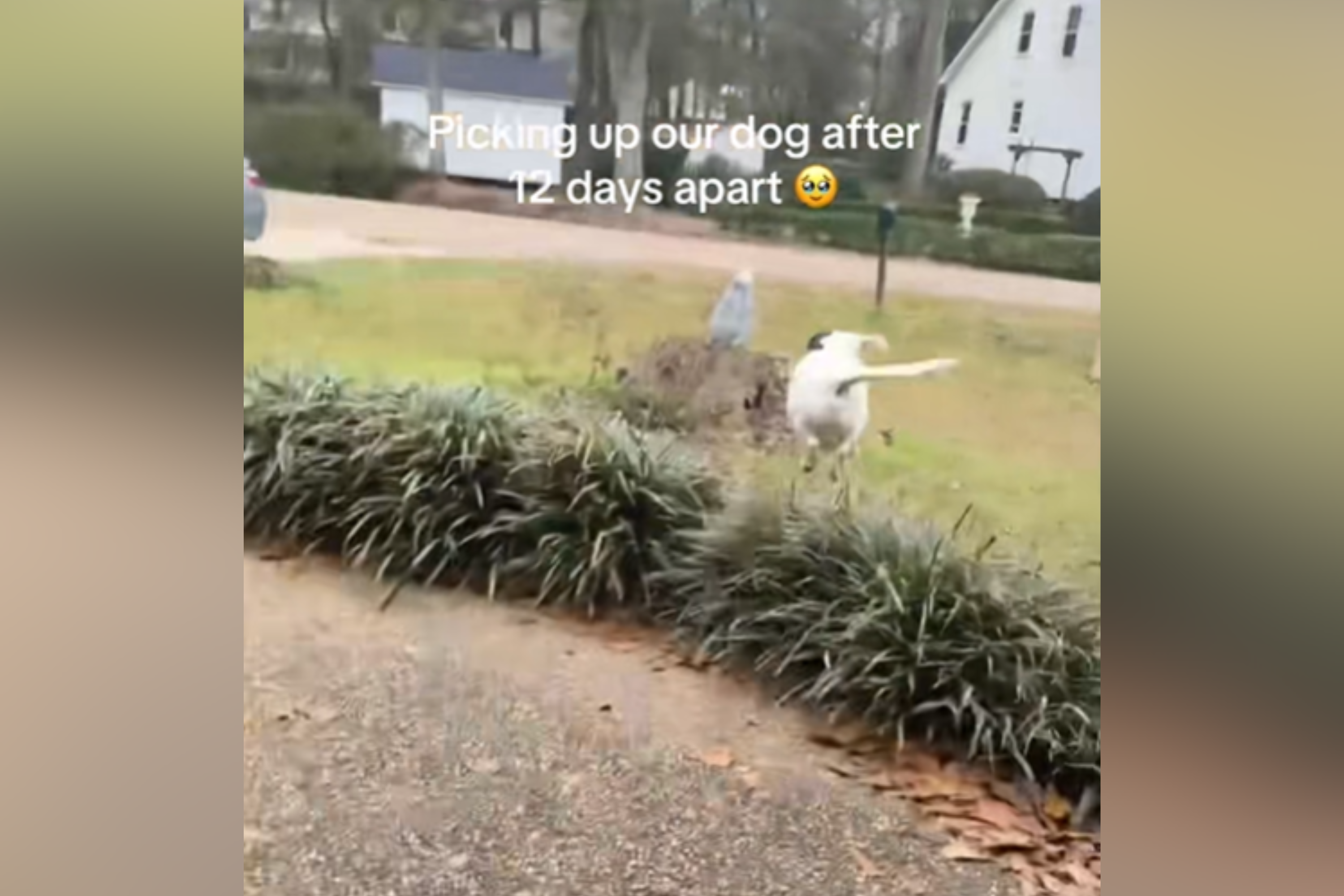 Owners Collect Dog After 12 Days Away—Unprepared for First Thing He Does