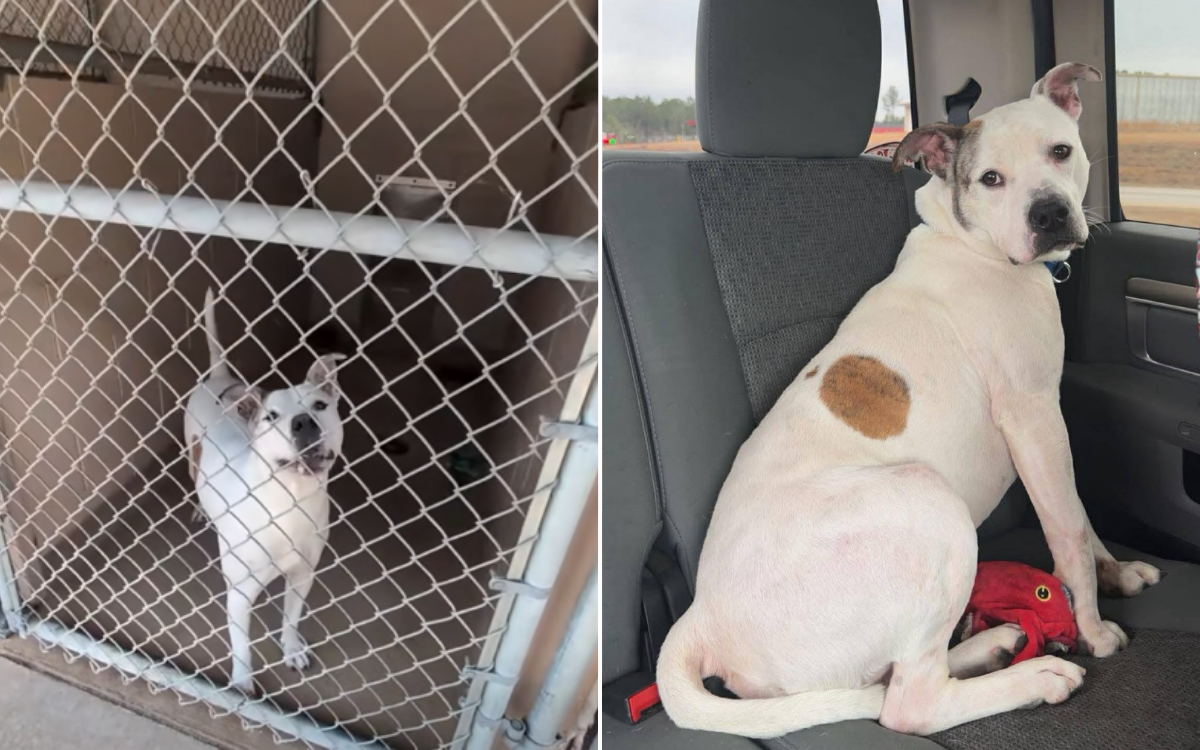 Dog Who 'Acted Out' in Shelter Overlooked—Then One Couple Saw His Potential