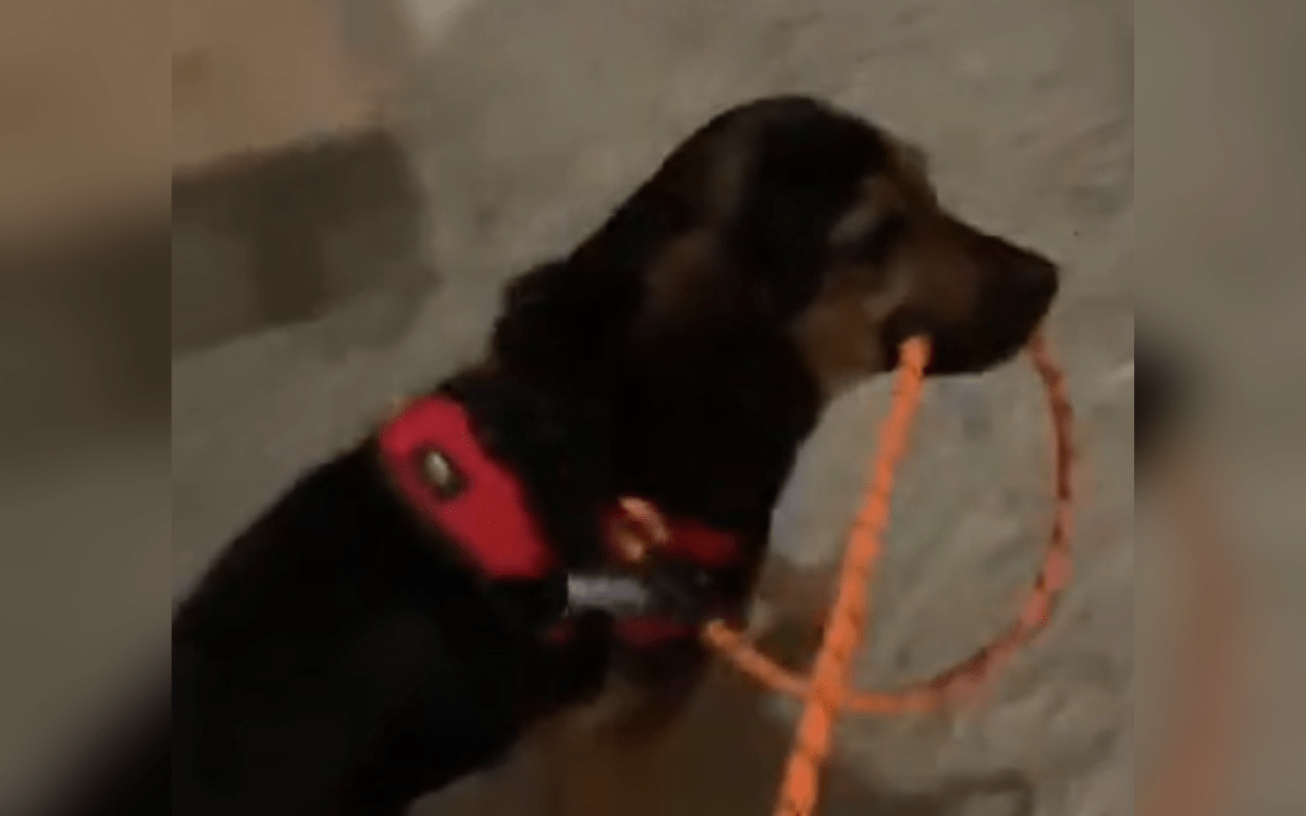 Laughter at What Rescue Dog Does Whenever She 'Gets Tired' on Walks