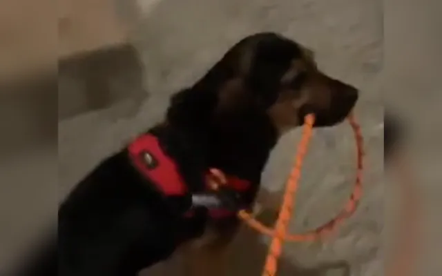 Zoe leading her owner.