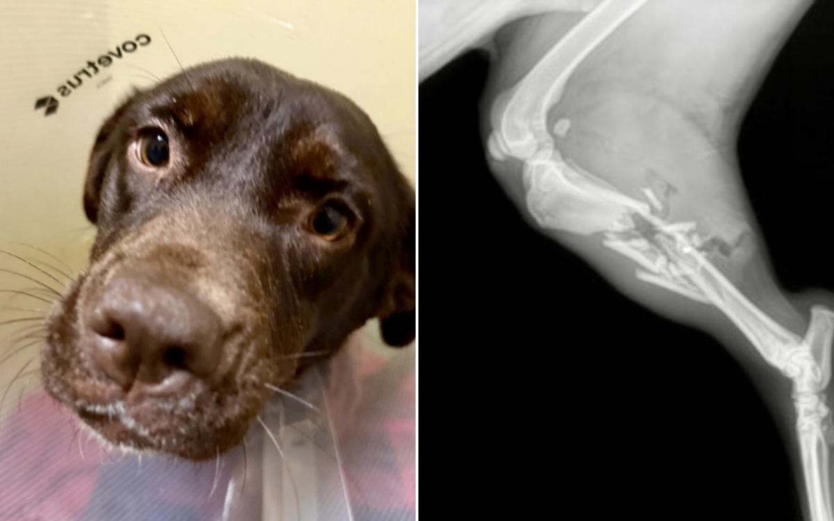 Dog Found Shot at Roadside With Leg 'Dangling' Off—but That Wasn't the End