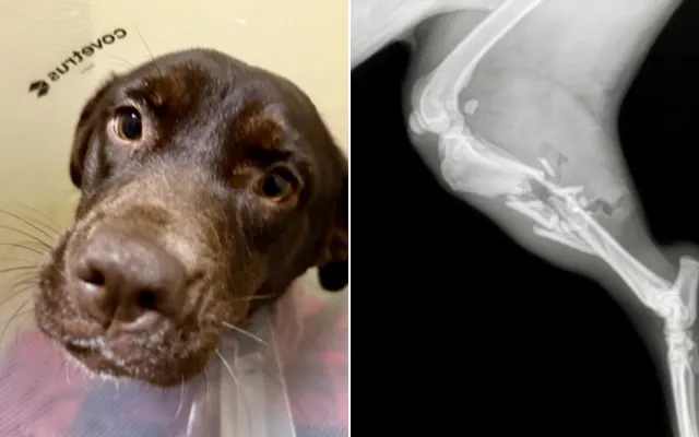 Dog Found Shot at Roadside With Leg ‘Dangling’ Off—but That Wasn’t the ...